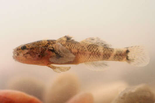 Image of Shokihaze goby