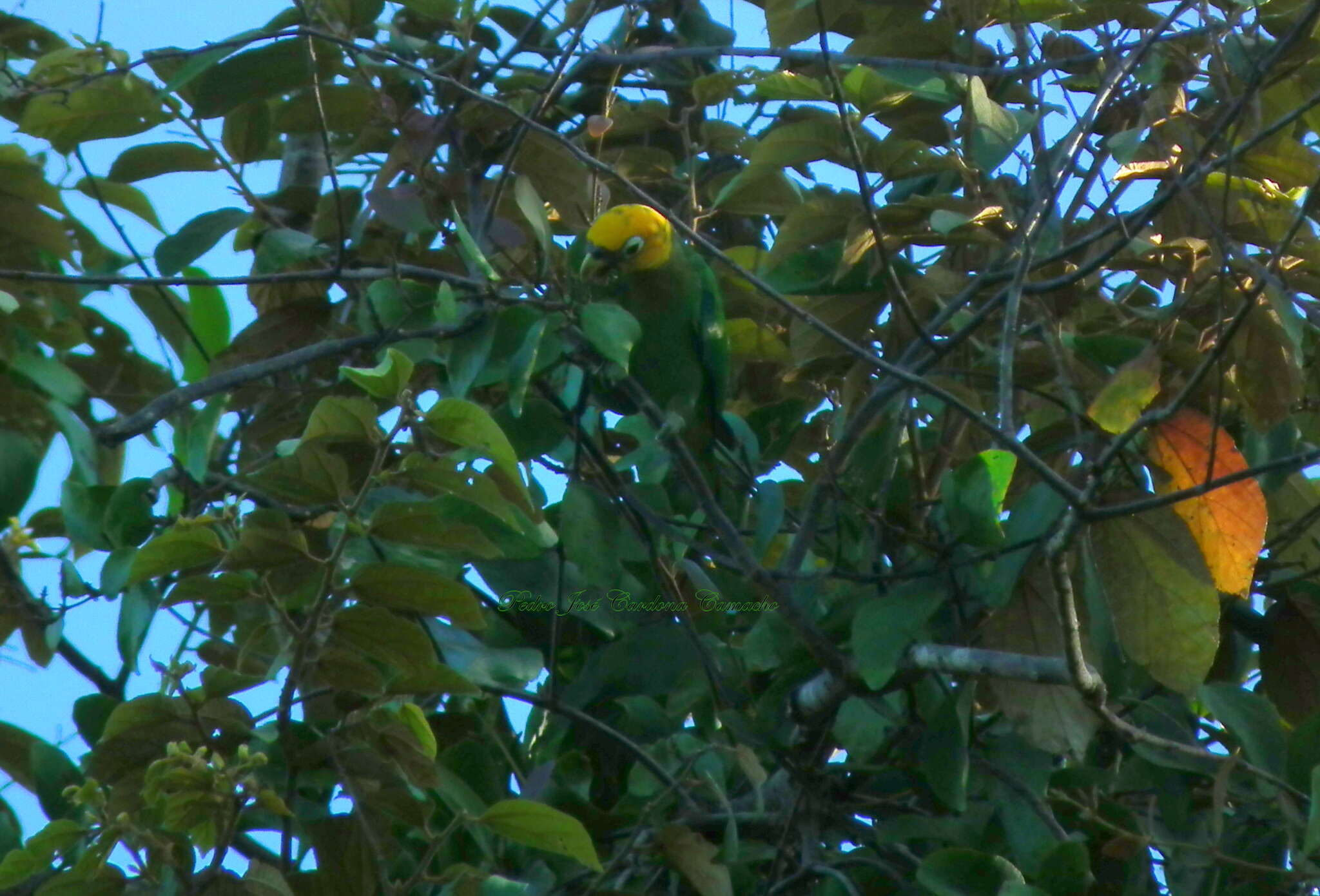 Image of Saffron-headed Parrot