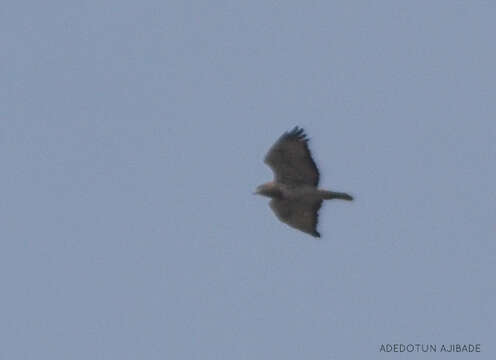 Buteo auguralis Salvadori 1865的圖片