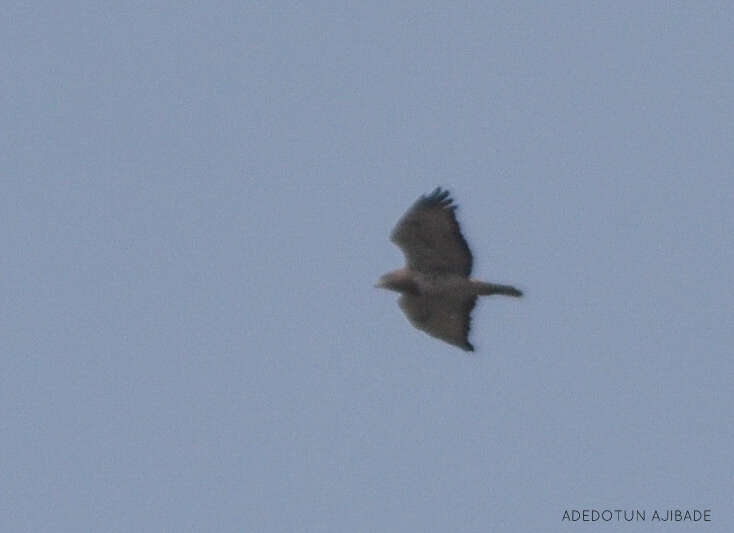 Image of African Red-tailed Buzzard