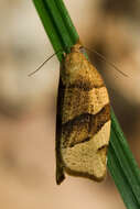 Image of barred fruit-tree tortrix