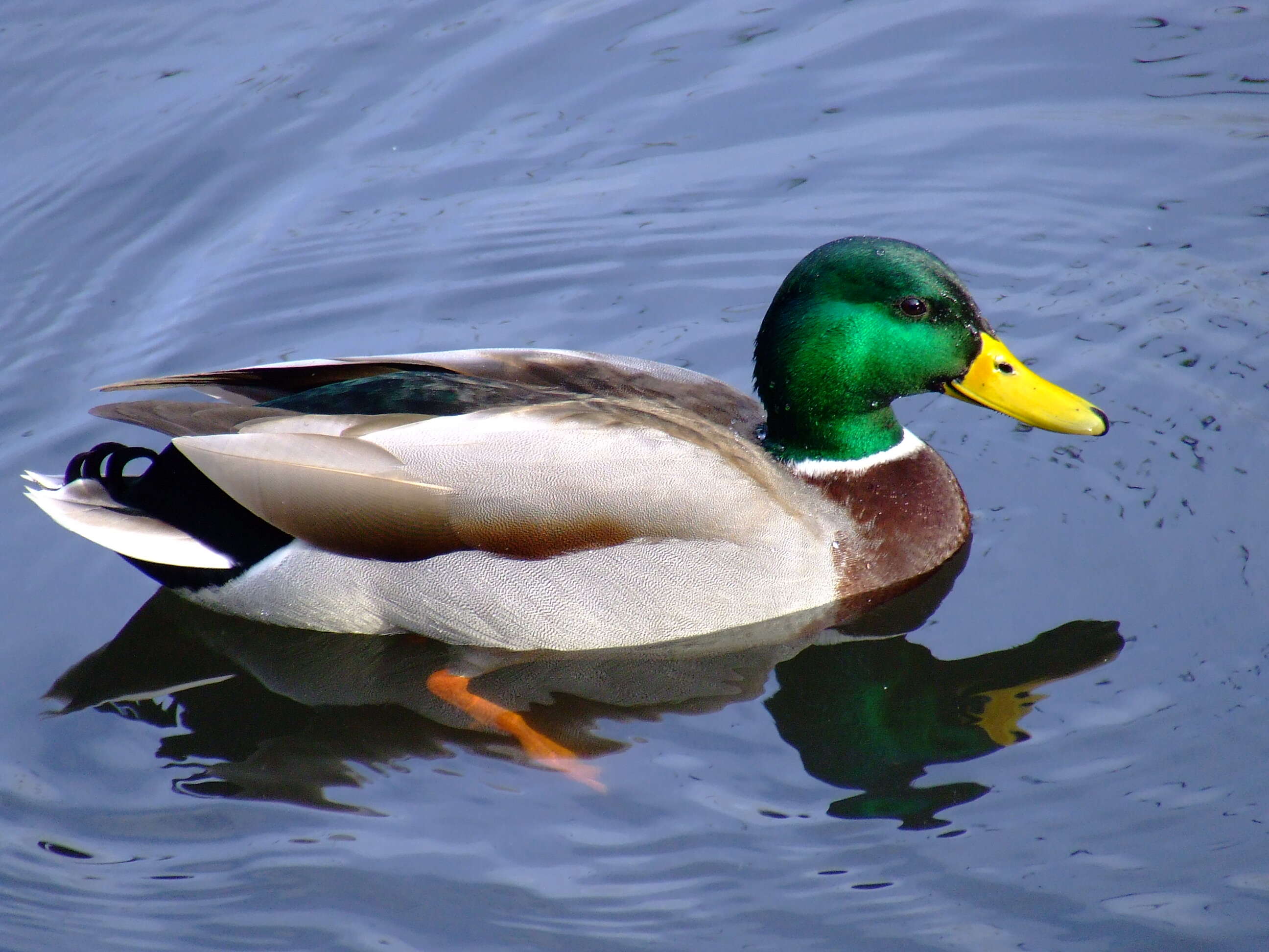 Image of Common Mallard