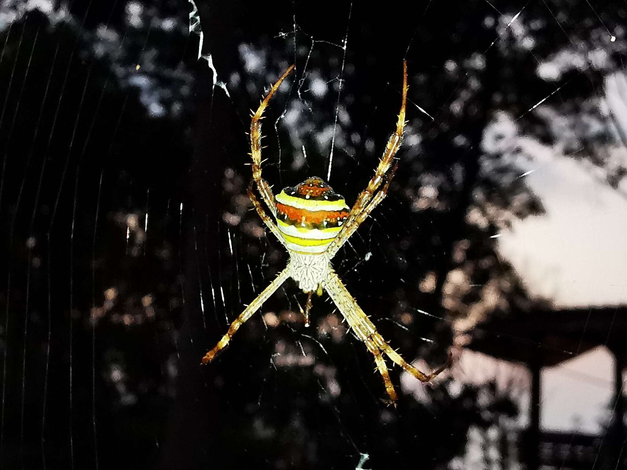 Image of Multi-coloured St Andrew's Cross Spider