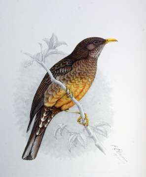 Image of Olive Thrush