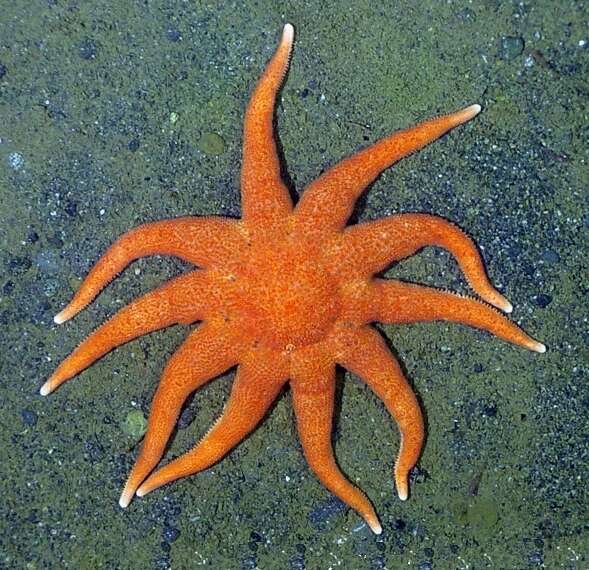 Image of An order of starfish