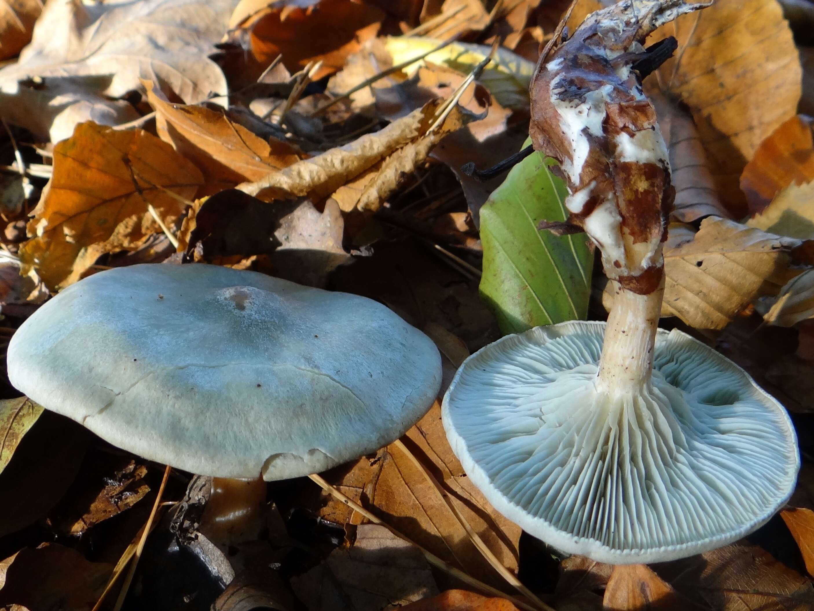 Image of Clitocybe odora (Bull.) P. Kumm. 1871