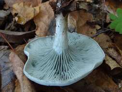 Image of Clitocybe odora (Bull.) P. Kumm. 1871