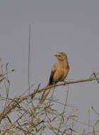 Image of Large Grey Babbler