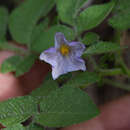 Plancia ëd Solanum stoloniferum Schltdl. & Bouche