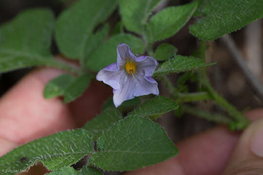 صورة Solanum stoloniferum Schltdl. & Bouche