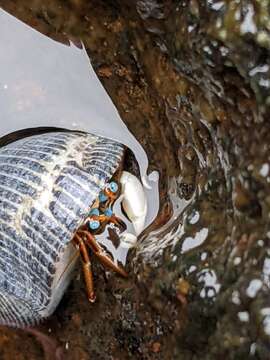 Image of Hawaiian hermit