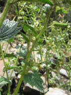 Image of Nasa ferruginea (Urb. & Gilg) Weigend