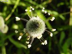 Plancia ëd Plantago lagopus L.