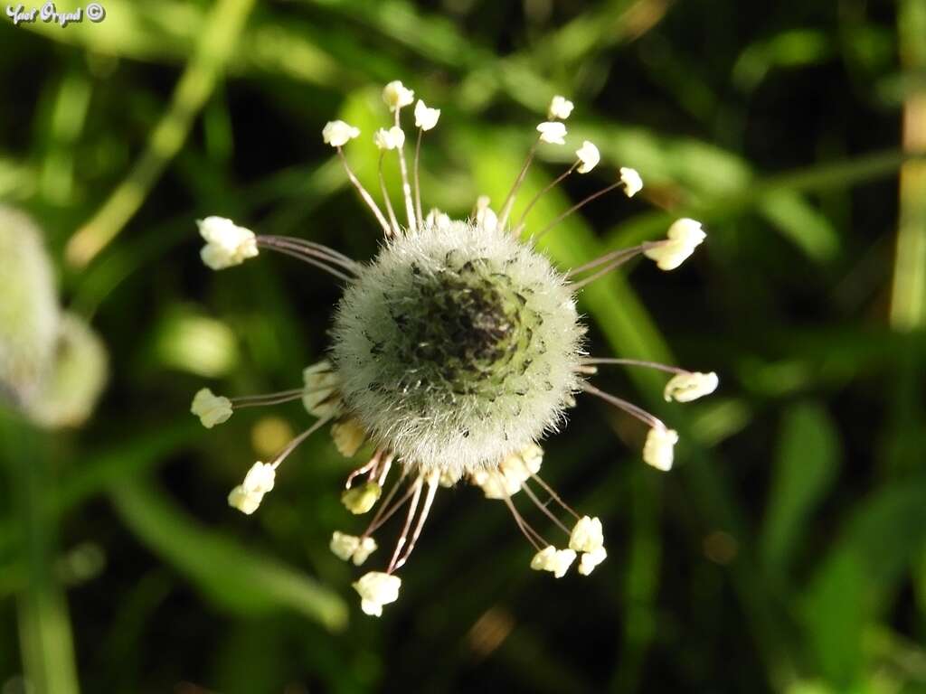 Plancia ëd Plantago lagopus L.