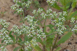 Image of Drummond's nailwort