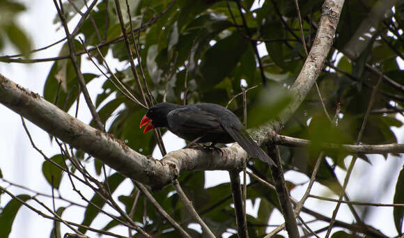 Image of Black-throated Grosbeak