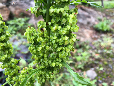 Imagem de Rumex japonicus Houtt.