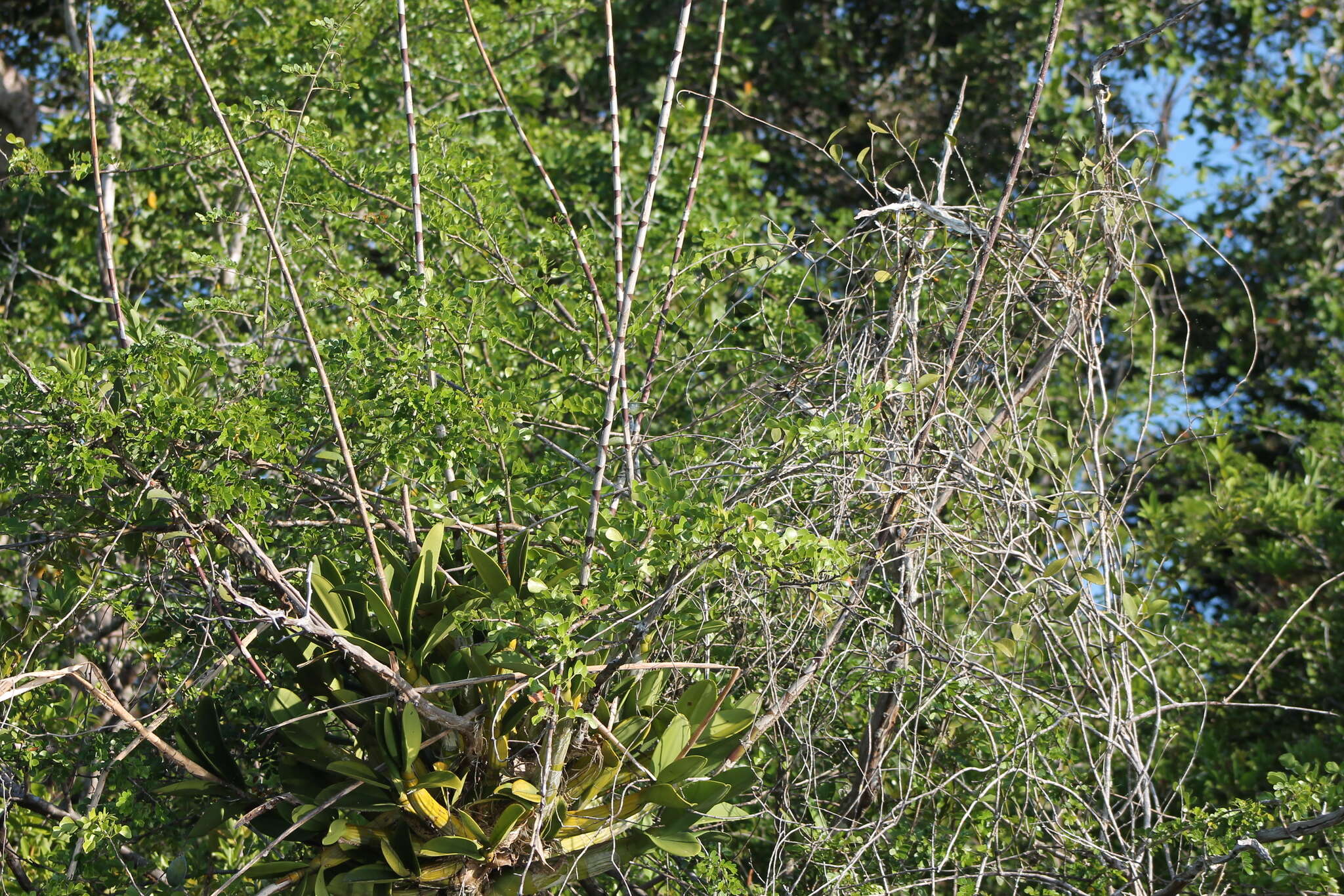 Myrmecophila tibicinis (Bateman ex Lindl.) Rolfe resmi