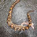 Image of Chinese Mountain Pit Viper