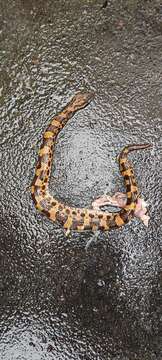 Image of Chinese Mountain Pit Viper