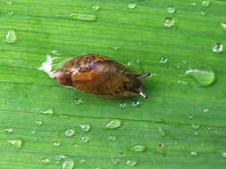 Image of pfeifers amber snail