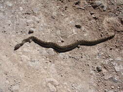 Image of Mexican Lancehead Rattlesnake