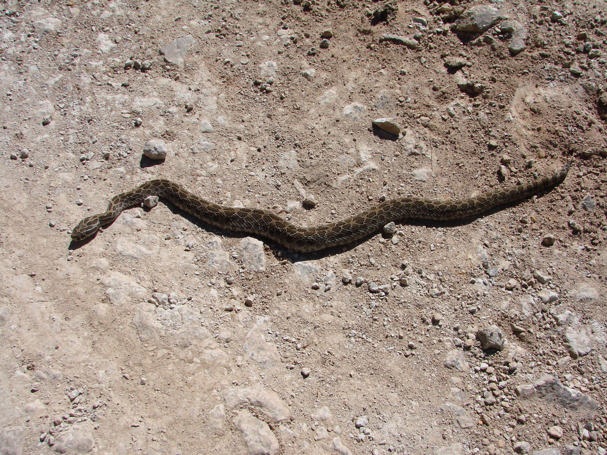 Image of Mexican Lancehead Rattlesnake