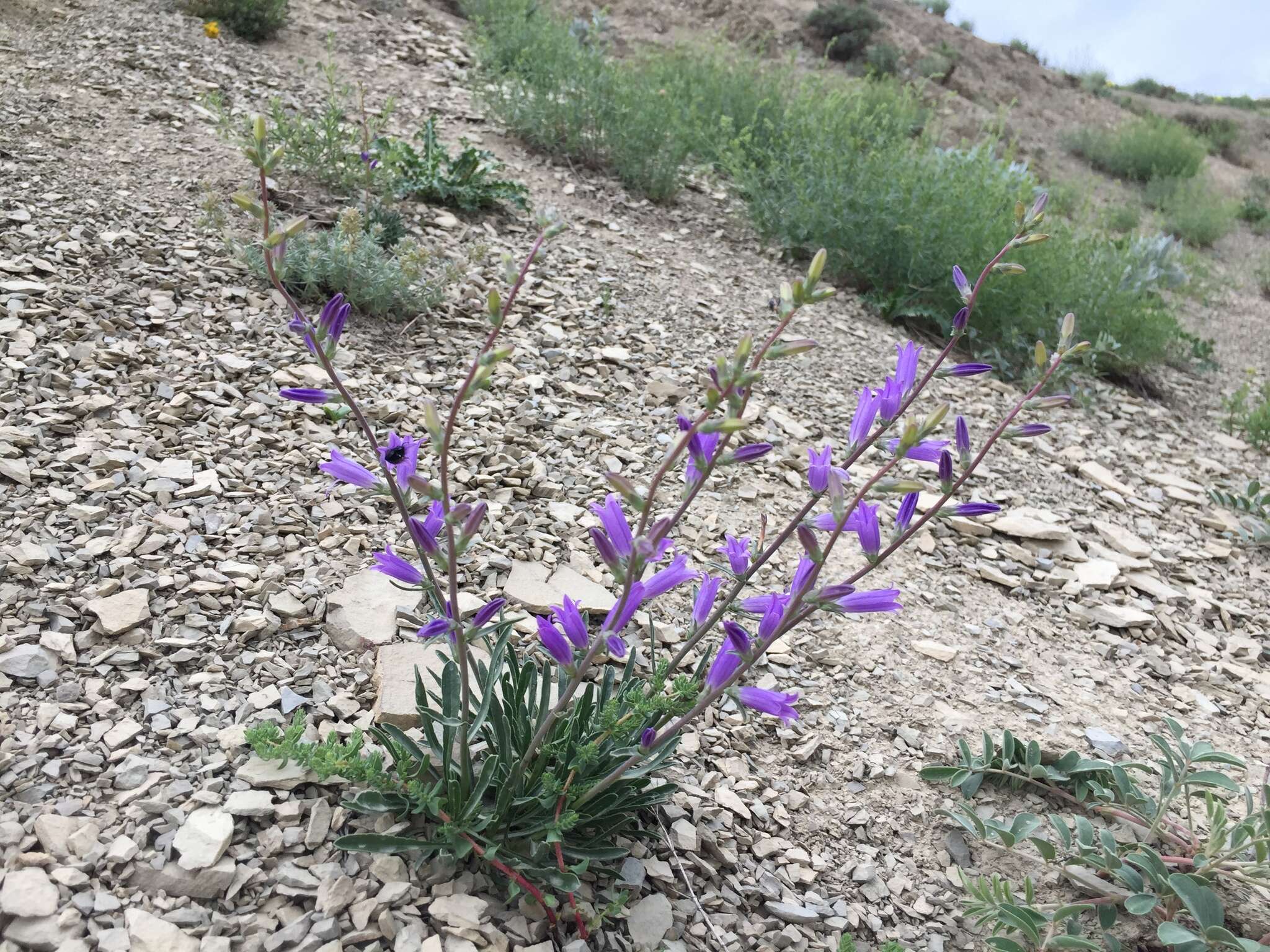 Image of Campanula ptarmicifolia Lam.