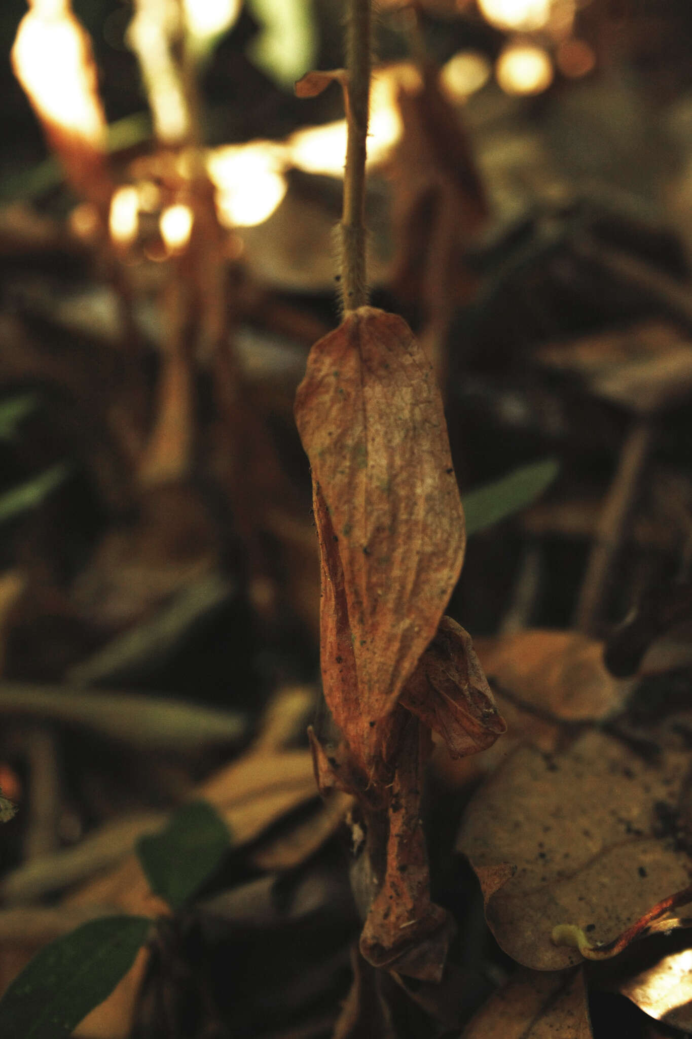 Image of Cleric's Collar Orchid