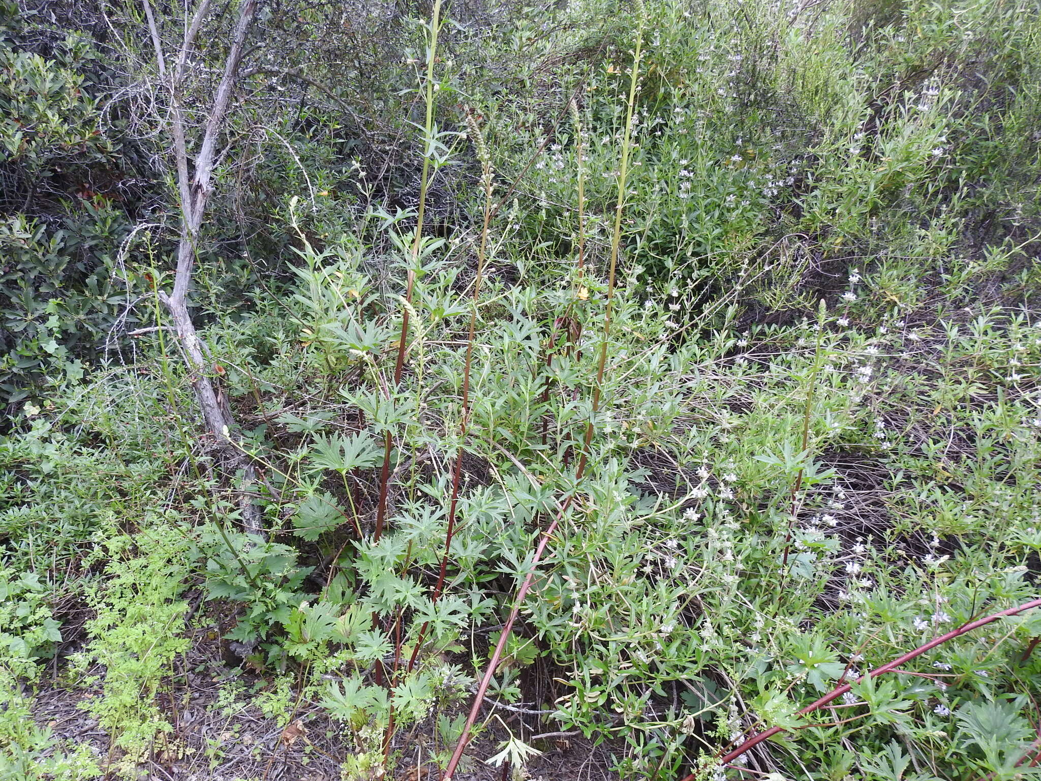 Image of California larkspur