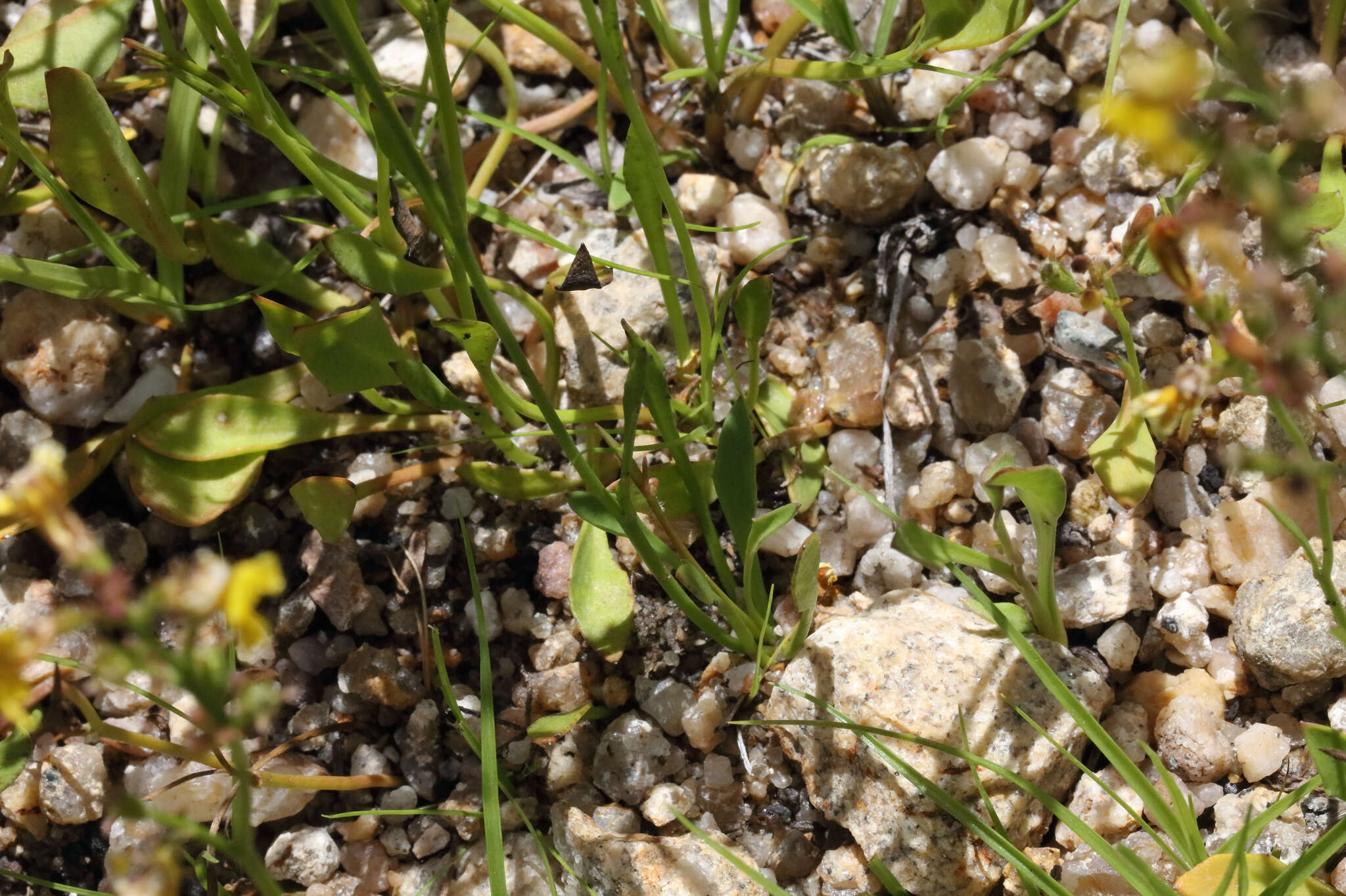 Image of Goodenia macbarronii R. Carolin