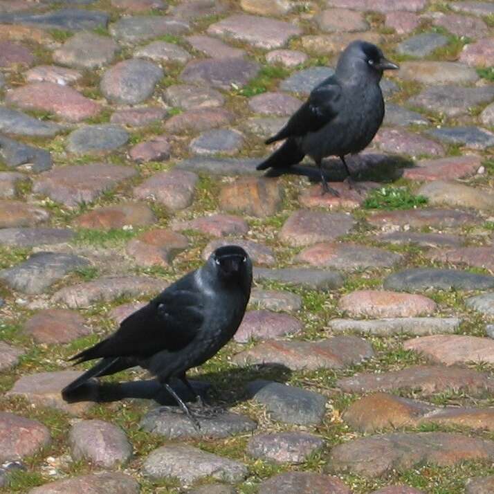 Image of Eurasian Jackdaw