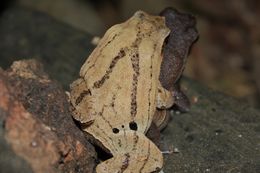 Image of Black-spotted sticky frog