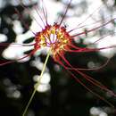 Imagem de Bulbophyllum gracillimum (Rolfe) Rolfe