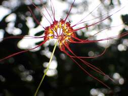 Image of Wispy umbrella orchid