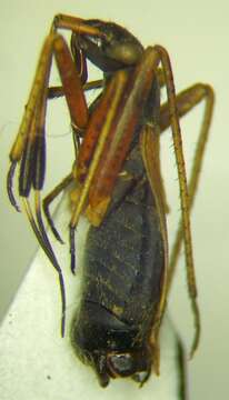 صورة Aphanosoma