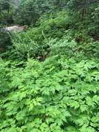 Image of Mt. Hood Bugbane