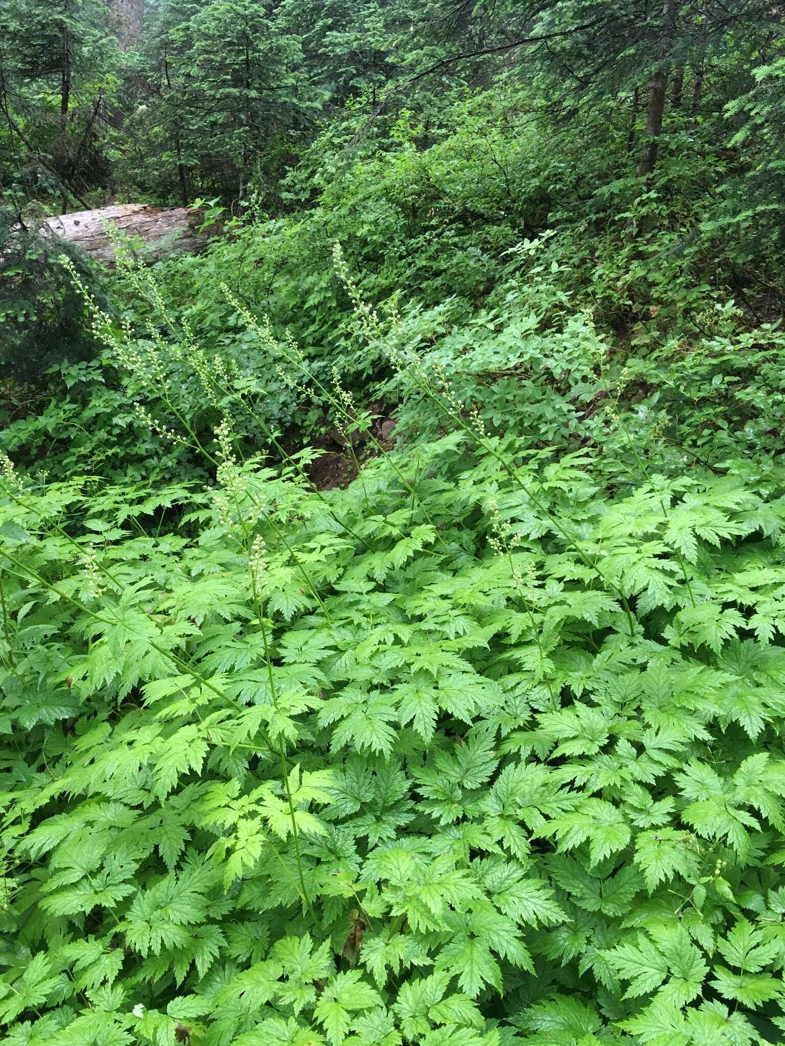 Image de Actaea laciniata (S. Wats.) J. Compton