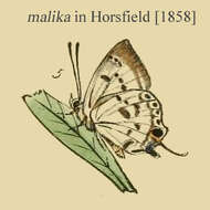 Image of Sinthusa malika (Horsfield 1829)