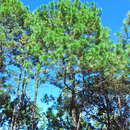 Sivun Pinus herrerae Martínez kuva