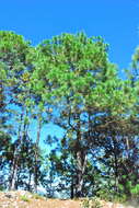 Image of Herrera's Pine