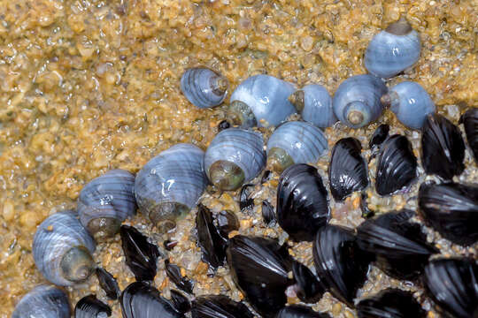 Image of Austrolittorina unifasciata (Gray 1826)