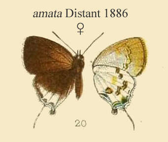 Image of Sinthusa malika (Horsfield 1829)