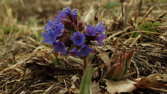 Image of Pulmonaria mollis Hornem.