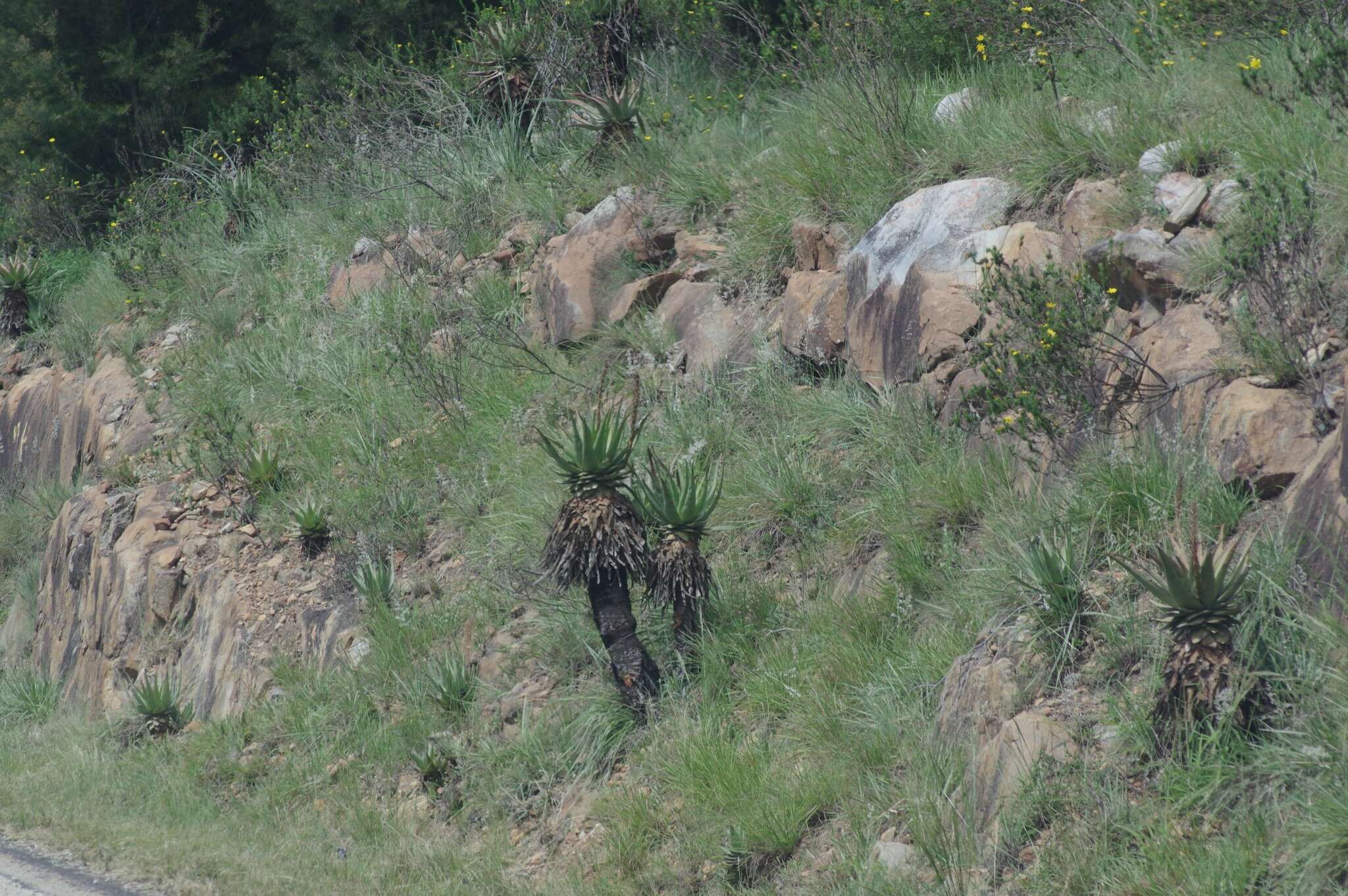 Image of Aloe lineata (Aiton) Haw.