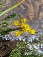 Moraea huttonii (Baker) Oberm. resmi