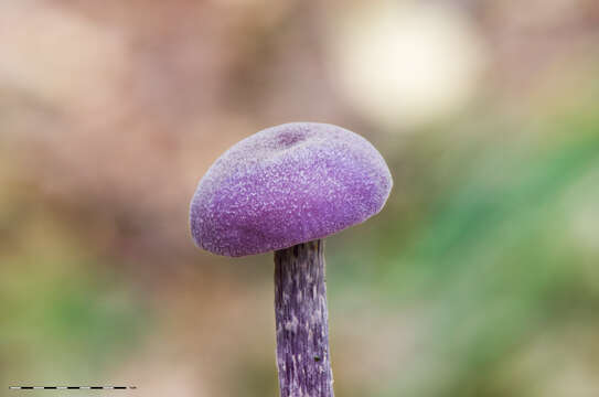 Image of Laccaria amethystina Cooke 1884