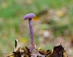 Image of Laccaria amethystina Cooke 1884