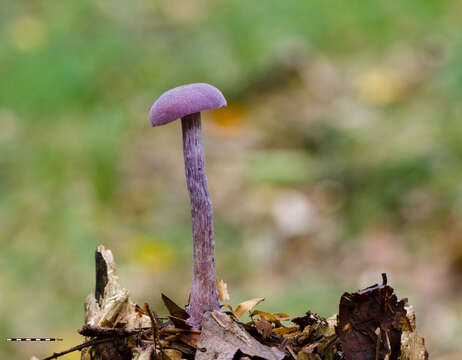 Image of Laccaria amethystina Cooke 1884