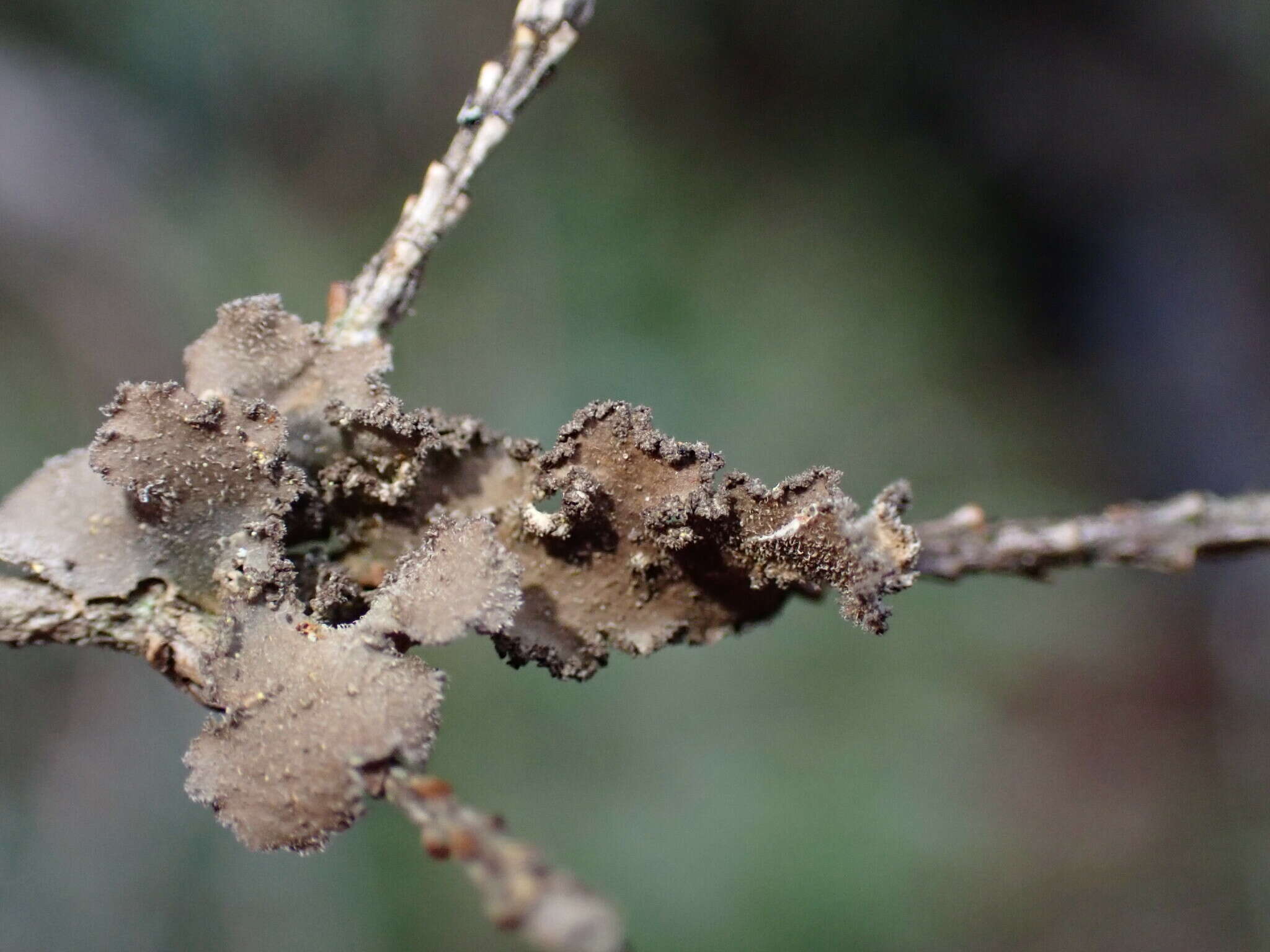 Image of Pseudocyphellaria mallota (Tuck.) H. Magn.